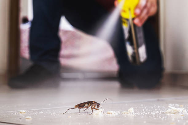 Flea Control Services in Orange Grove, TX